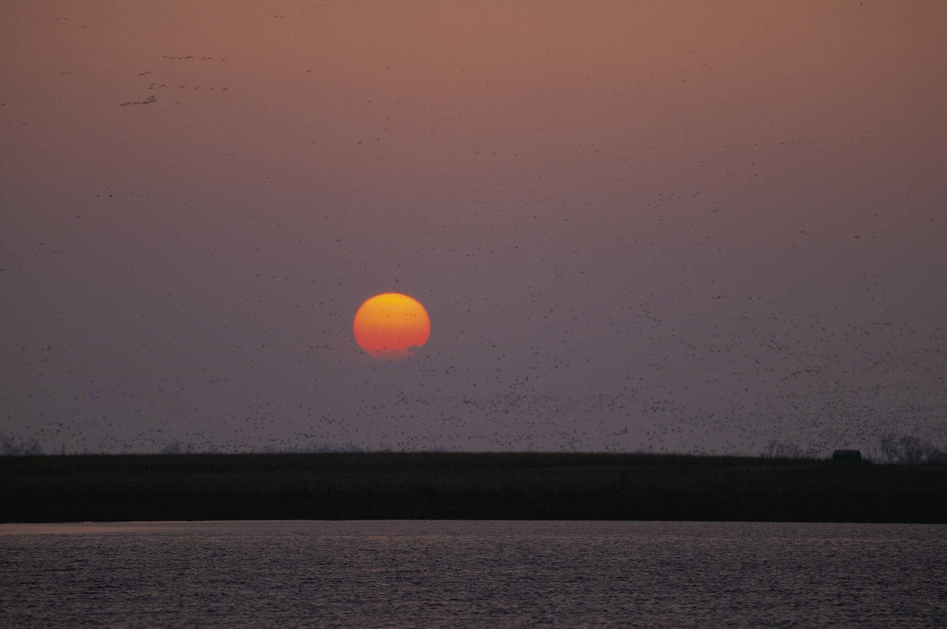Miles de aves volando en bandada contra un sol naranja al atardecer sobre un humedal